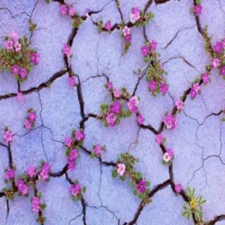 Blossom in the Desert