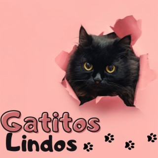 Gatitos Lindos: Frecuencias Especiales para el Bienestar del Gato