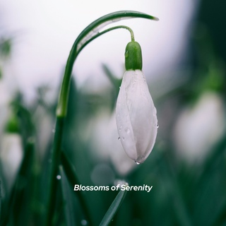 Blossoms of Serenity