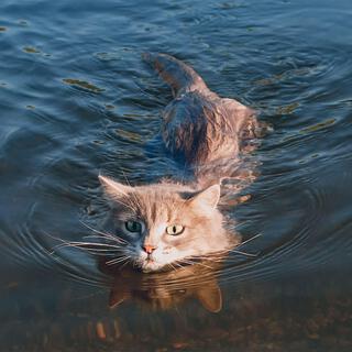 Drowned cat