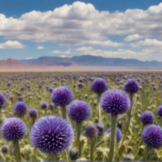 Desert Flowers