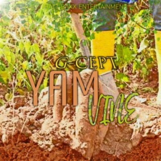 Yam Vine