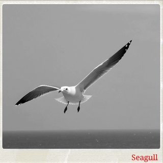 Seagull