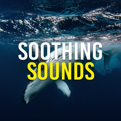 Whale Sounds | Boomplay Music