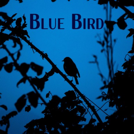 Blue Bird | Boomplay Music