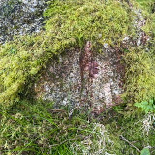 the moss