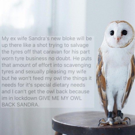 give me my owl back sandra | Boomplay Music