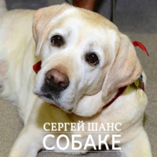 Собаке