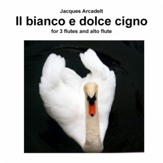 Il bianco e dolce cigno for 3 flutes and alto flute