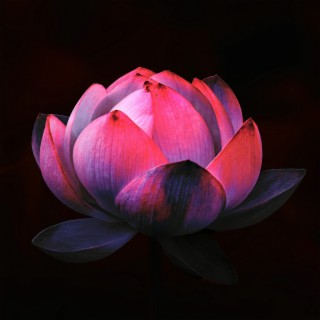 Lotus At Midnight
