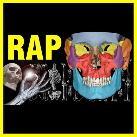 Rap de Los 206 Huesos del Cuerpo Humano | Aprende Rapeando | Boomplay Music