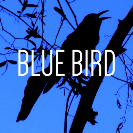 Blue Bird | Boomplay Music