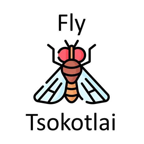 Fly Tsokotlai | Boomplay Music