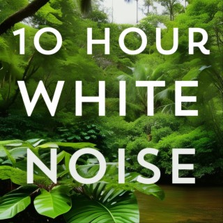Rain White Noise 10 Hours for Sleep and Relaxation
