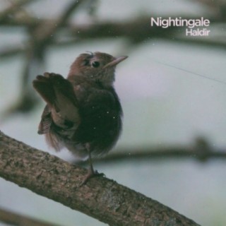 Nightingale