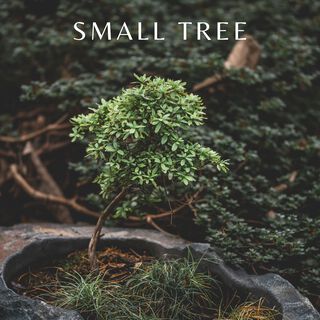 Small Tree