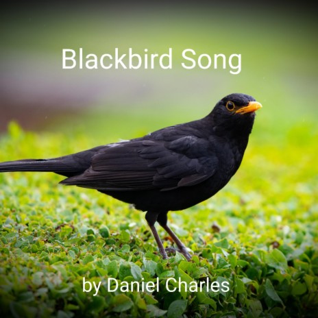 Blackbird Song | Boomplay Music