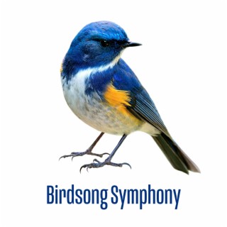 Birdsong Symphony