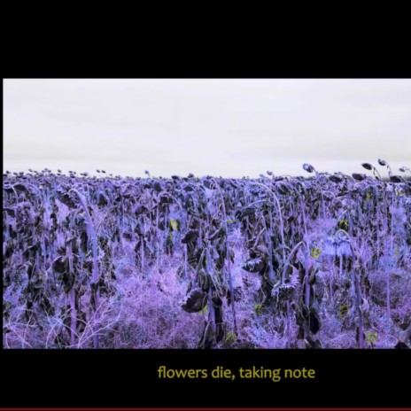 //deadflowerswashedoverourgraves | Boomplay Music