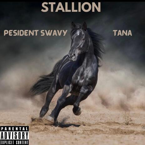 Stallion | Boomplay Music