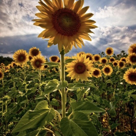 Sunflowers ft. Scientific Eve of Da Bartenderz