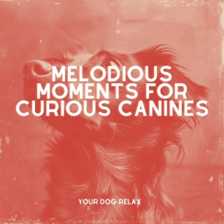 Melodious Moments for Curious Canines