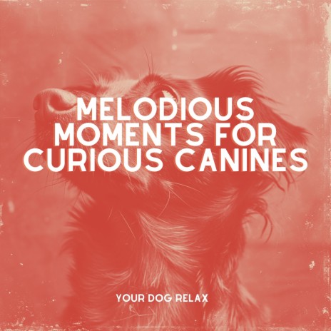 Curious Canines