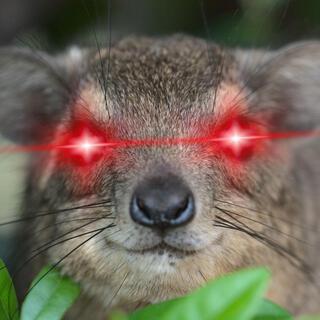 Hyper Hyrax (Short Edit)