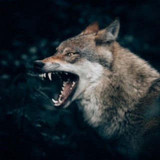 Lobos (Hip Hop Instrumental)