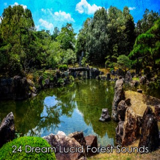 !!!! 24 Dream Lucid Forest Sounds !!!!
