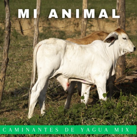 Mi Animal | Boomplay Music