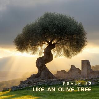 Like An Olive Tree (Psalm 52)