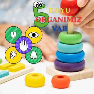 5 Duyu Organımız Var