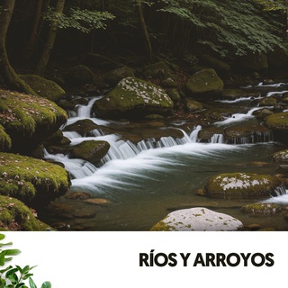 Ríos y Arroyos: Susurros de la Naturaleza