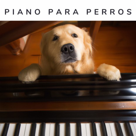 Köpekler için Piyano
