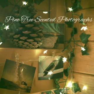 Pine Tree Scented Photographs