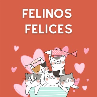 Felinos Felices