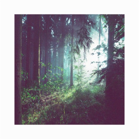 House In The Woods | Boomplay Music