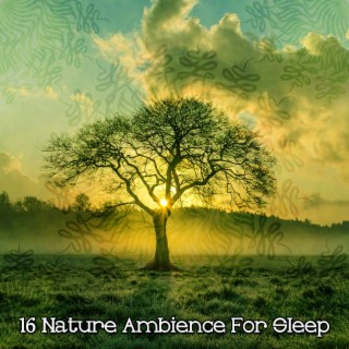 !!!! 16 Nature Ambience For Sleep !!!!