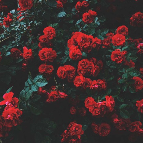 Roses | Boomplay Music