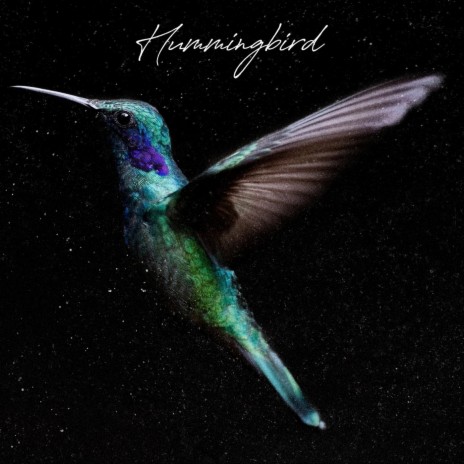 Hummingbird | Boomplay Music