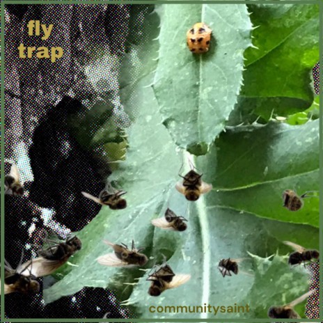 fly trap | Boomplay Music