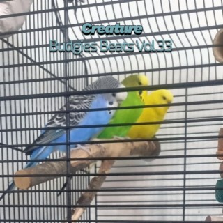 Budgies Beats, Vol. 33