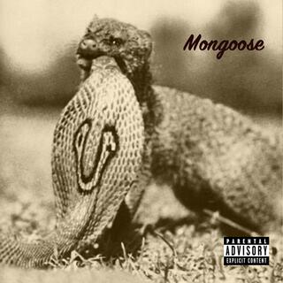 Mongoose