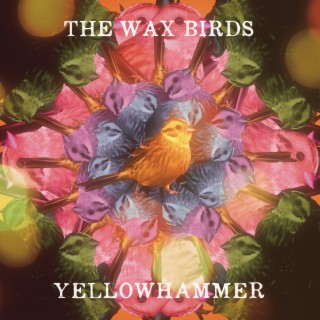 Yellowhammer