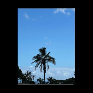 palm views