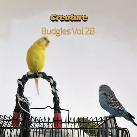 Budgies XXX (Vol XXVIII) | Boomplay Music