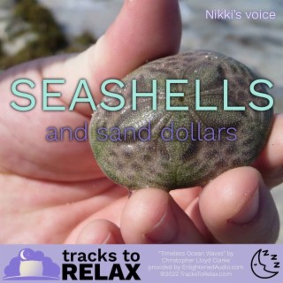 Seashells and Sand Dollars Sleep Meditation (Nikki's Voice)