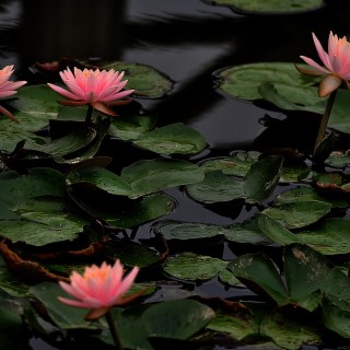 Lily pads