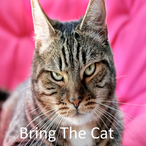 Bring the Cat